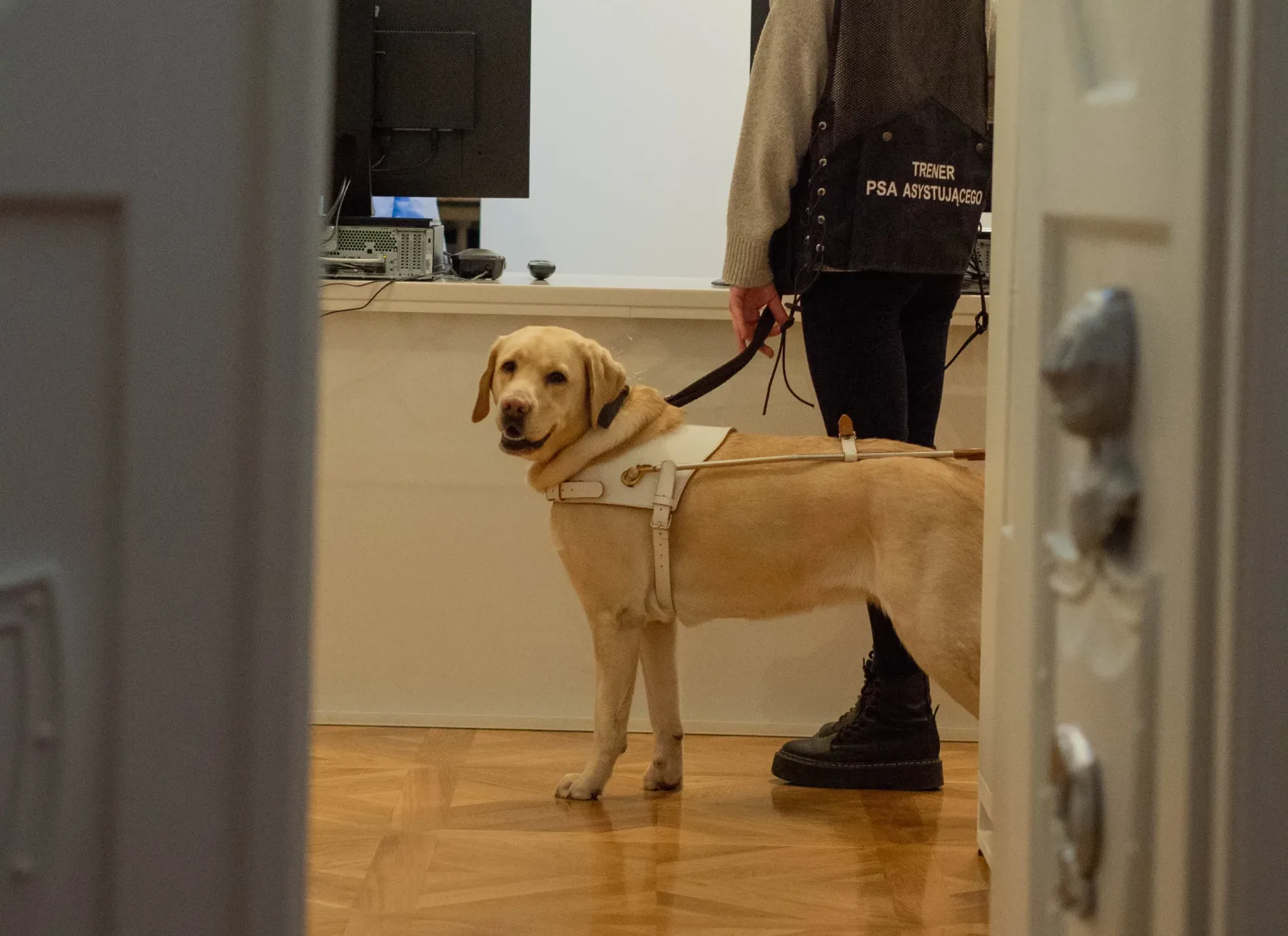 biszkoptowy pies asystujący