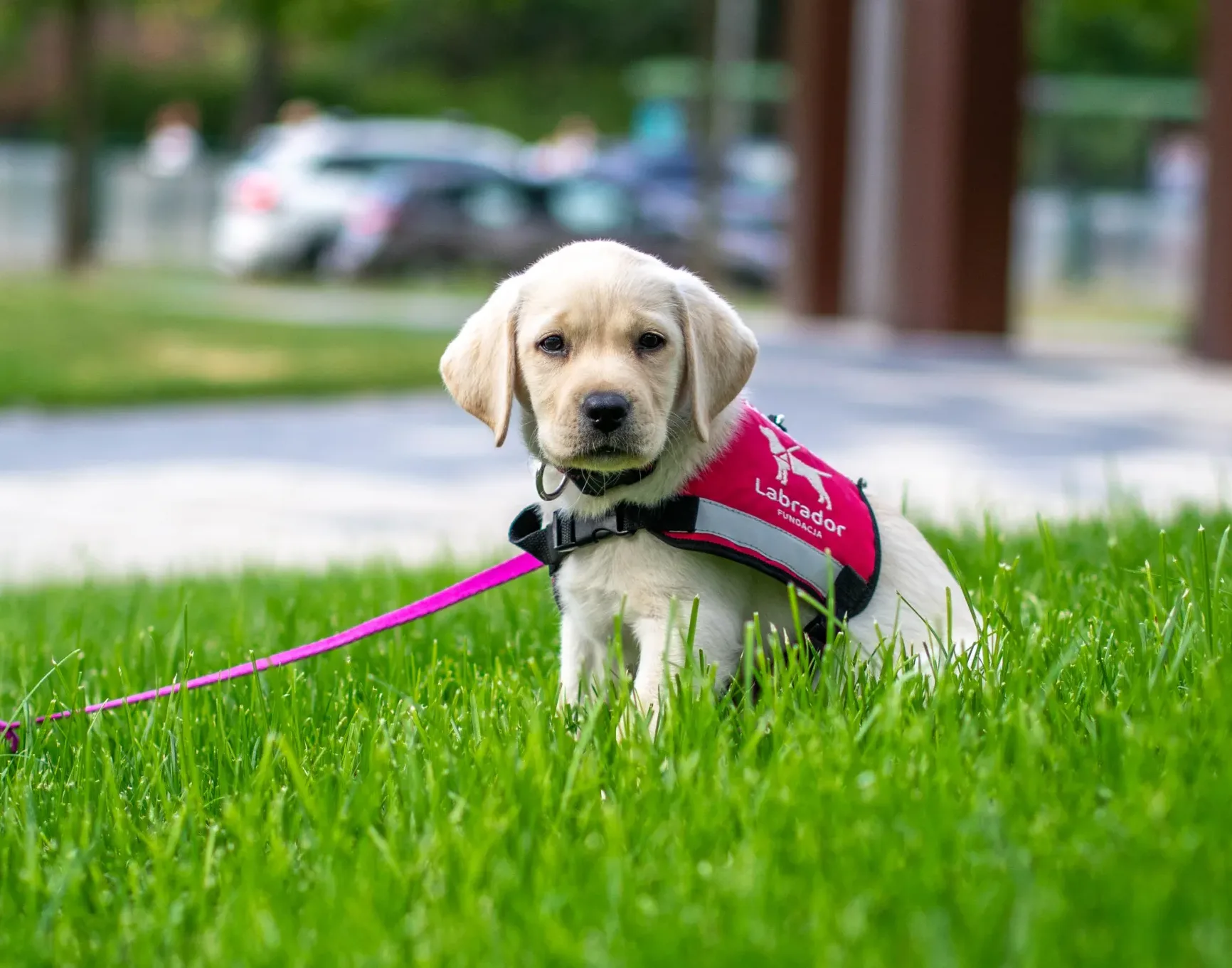 biszkoptowy szczeniak labradora siedzi na trawie. Przyszły pies asystujący.