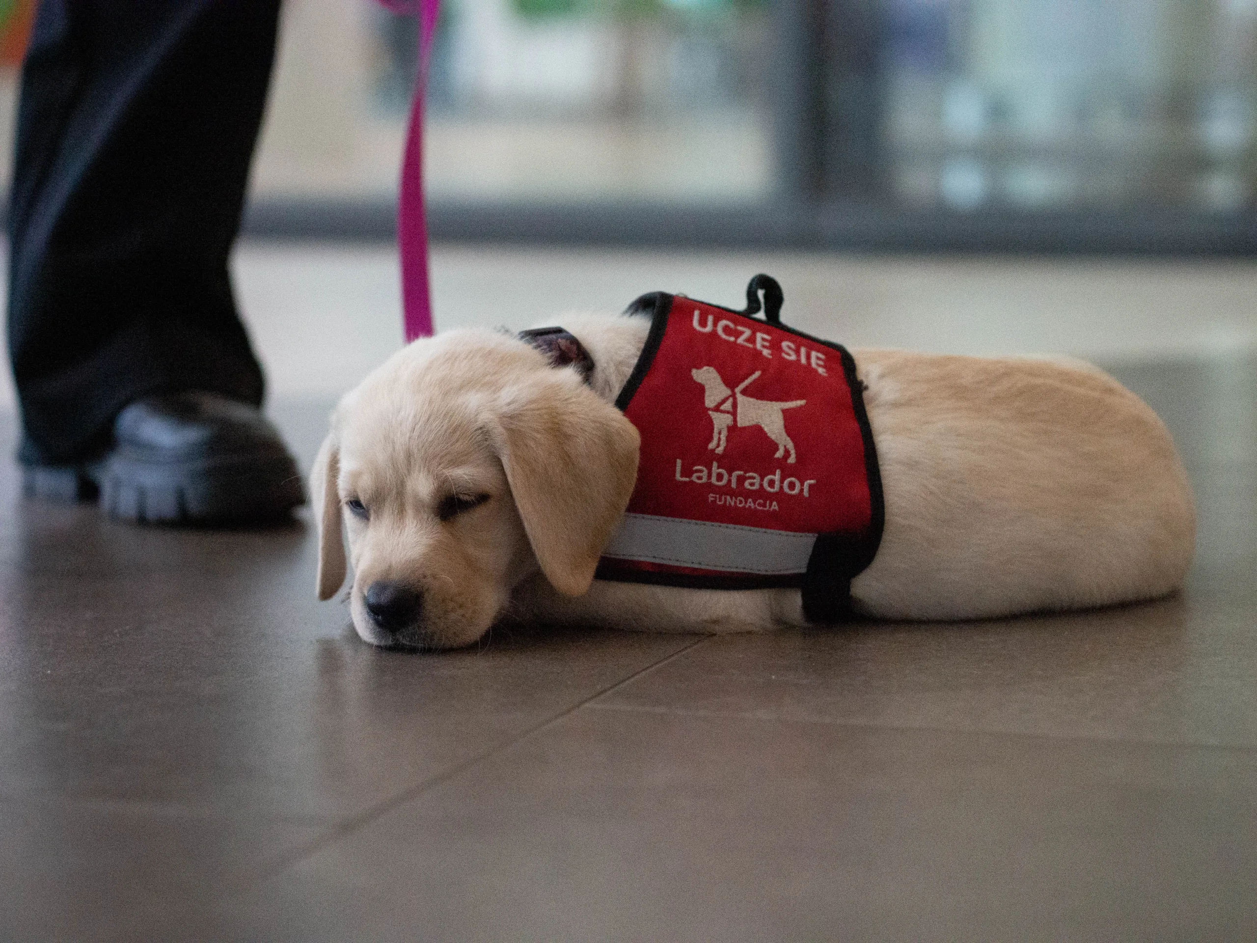 biszkoptowy szczeniak labradora odpoczywa po treningu leżąc na płytkach